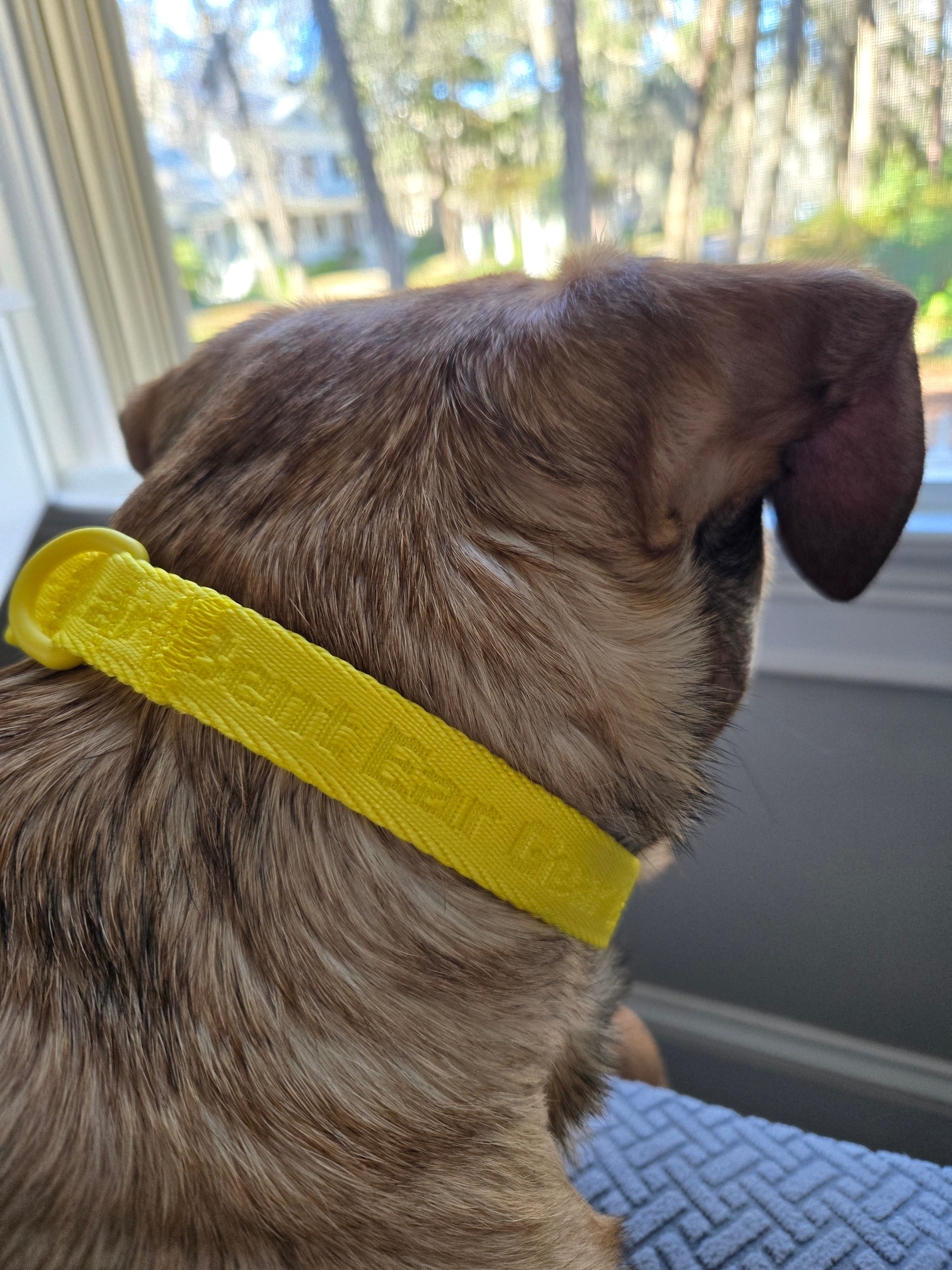 BEG Voyager Pop Series Adjustable Collar