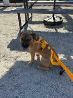 Adventure Luxe – Bold Lightweight Luxury Harness