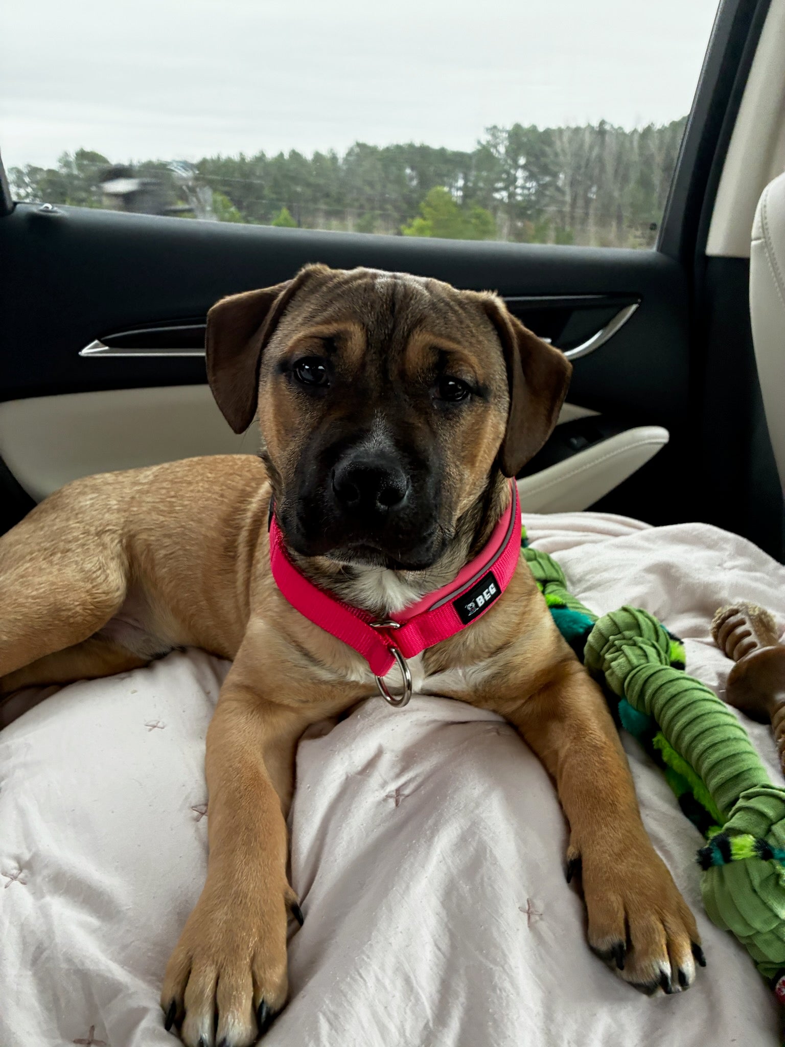 SnugSafe Luxe – Premium, No-slip, padded Martingale Collar