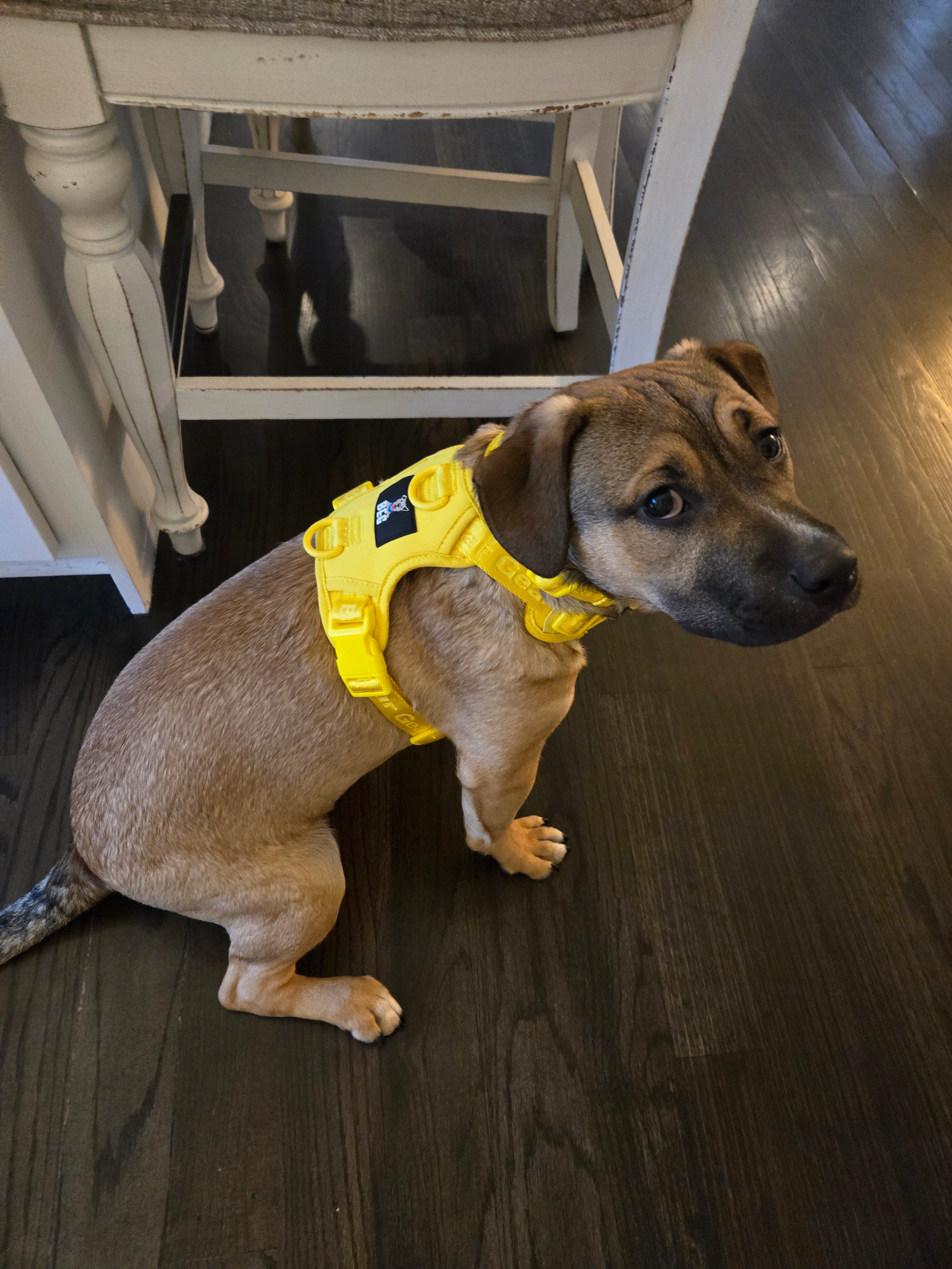 BEG Voyager Pop Series Harness