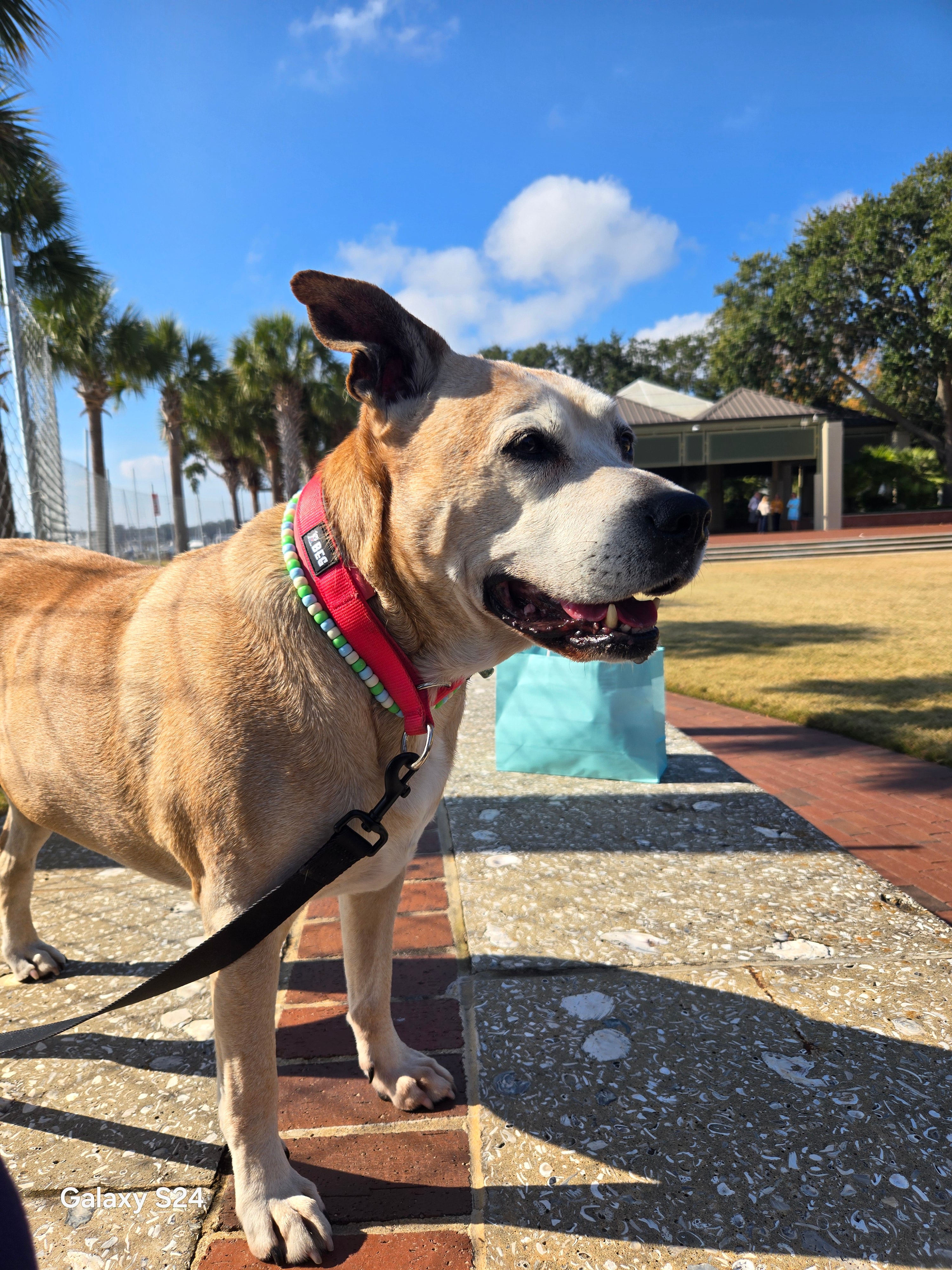 SnugSafe Luxe – Premium, No-slip, padded Martingale Collar